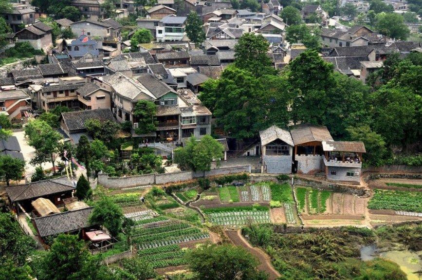 白孔雀救援